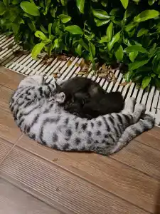 Calimera Hane Garden - 16