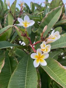 Sharm Bride Resort Aqua & Spa - 38