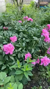 Iceberg Premium - 20