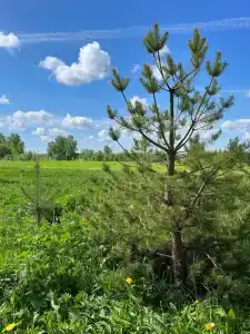 Belaya Tsaplya - 50