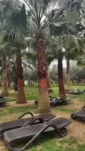 Seaden Sea World Resort & Spa - 41