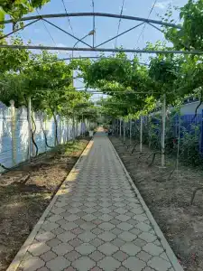 Viktoria Otdih Pansionat - 48