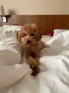 Виктория Спа Минск - 30