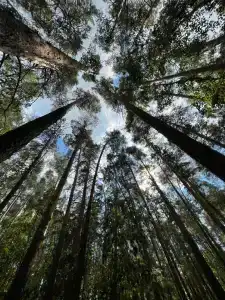 Peski country club - 16