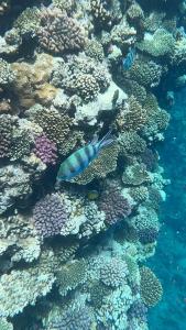 Parrotel Beach Resort - 20