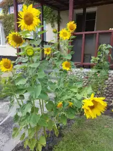 Frische Nehrung - 28