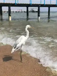 Sharming Inns - Couples and Families Only - 20