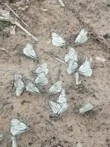 Baza Otdykha Monte-Karlo - 35