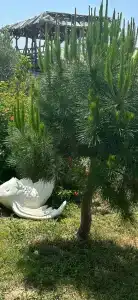 Elysium Elite&Spa - 50