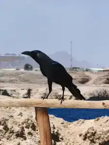 Sharm Club Beach Resort - 17