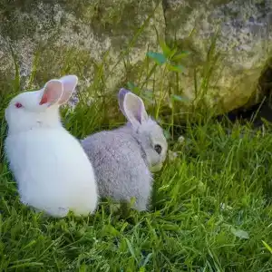 Park-Otel Kanyon Recreation camp - 6