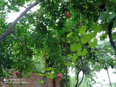Guest House Edem - 11