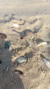 Primorskiy Bereg - 5