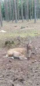 Belovezhskaya pushcha №2 - 43