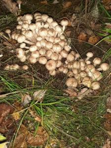 Gostevoj kompleks Tihij Les Recreation camp - 28