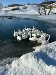 Prirodnyy park Oleniy - 59