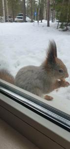 Baza Otdyha Lesnaya - 87