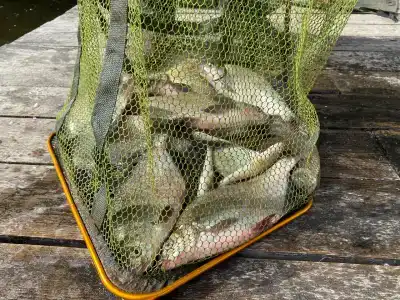 База отдыха Чигиринка - 40