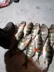 Tihiy Prichal Tourist base - 59