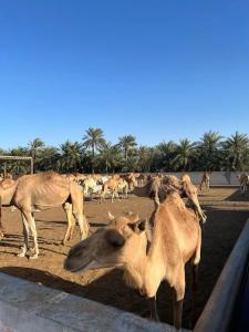 Novotel Bahrain Al Dana Resort - 26