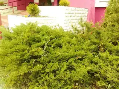 40 Лет Победы - 15