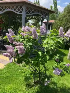 Гостиничный комплекс Джами - 43