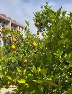 Fun&Sun Smart Hane Sun - 22