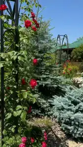 Country Village Resort - 55