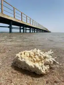 Steigenberger Alcazar - 31