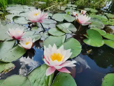 Berezinskaya Dubrava - 34