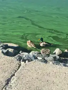 Беларусь - 67