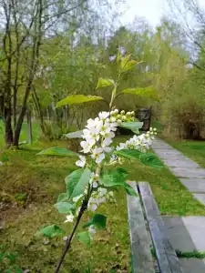 Health Resort Signal - 30