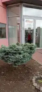 Apelsin - 57