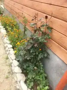 Zolotye peski Tourist base - 43