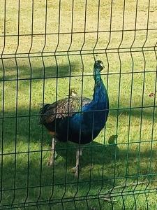 Venosa Beach Resort & Spa - 36