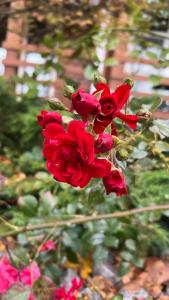 Zhemchuzhina Zolotogo Koltsa - 82