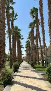 Pickalbatros Aqua Vista Resort - - 41