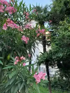 Golden Holiday Apartments - 13