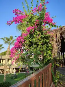 Sherwood Dreams Resort - 29