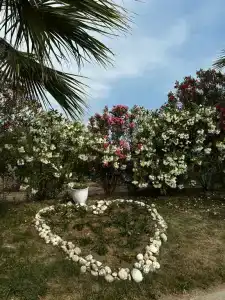 Asteria Bloom Side - 23