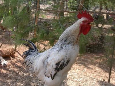 Macchia Salentina - 25