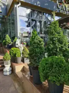 Imperial Palace - 52