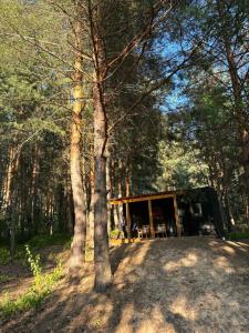 Mesto pod sosnami - 56