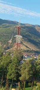 Sazan - 43