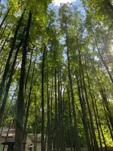 Baza Otdykha Monte-Karlo - 1