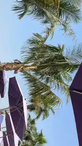 Centara Mirage Beach Resort Dubai - 98