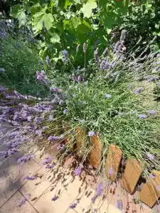 Pansionat Morskie Rify - 40