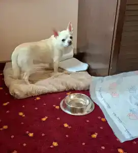 Gostinitsa "gayd Park" - 30