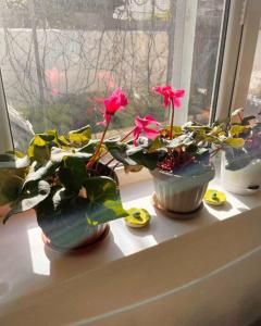 Gulnara Guest House - 28