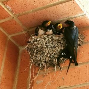 Corendon Hydros Club - 78